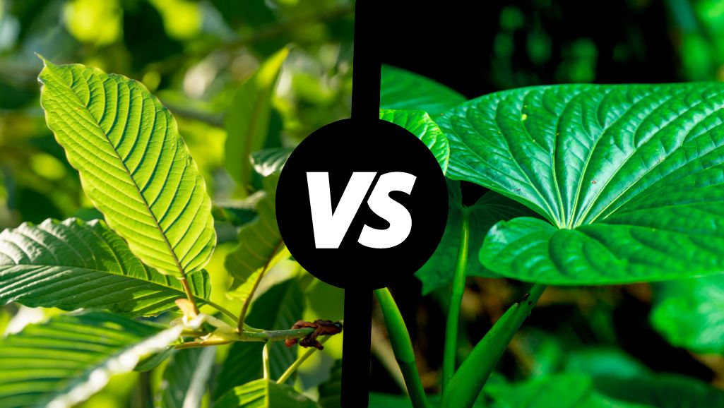 Kratom vs. kava – a proper comparison - Kratomit.eu